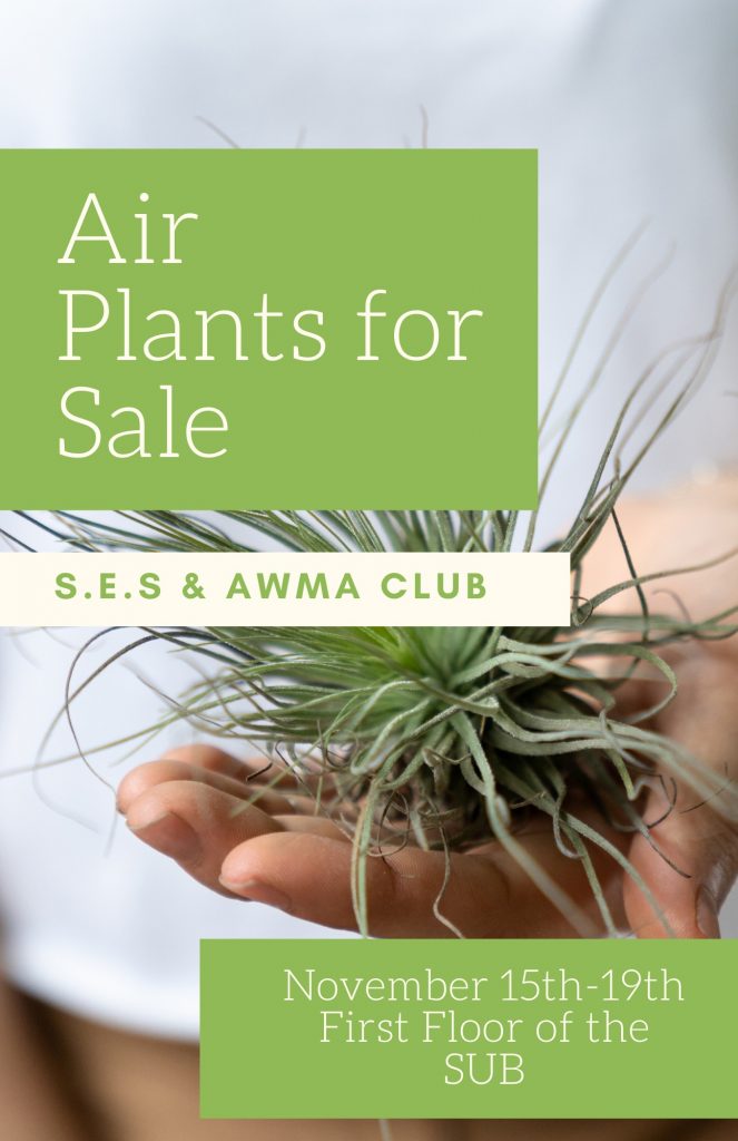 poster for air plant sale featuring a plant photo